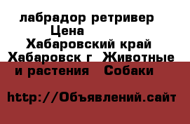 лабрадор ретривер › Цена ­ 5 000 - Хабаровский край, Хабаровск г. Животные и растения » Собаки   